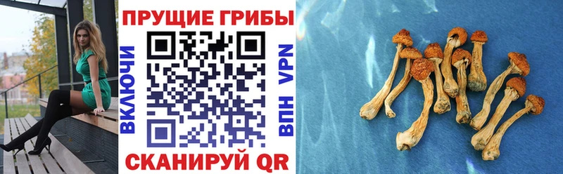 Псилоцибиновые грибы мицелий  Миллерово 